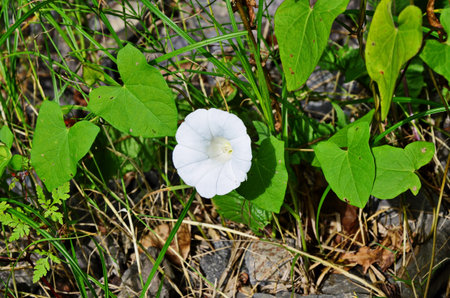 A pair of hedge bindweed (Calystegia sepium), view from above.