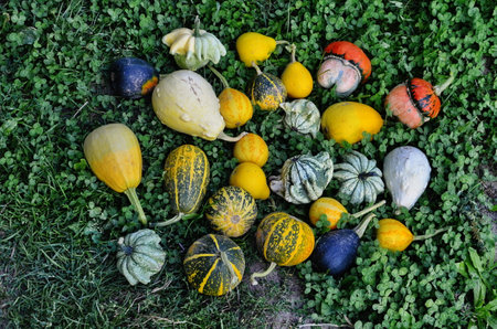 Ornamental pumpkins colored pumpkins in different varieties, halloween pumpkins. Like little knick-knacks. For the fruit dishes.の写真素材