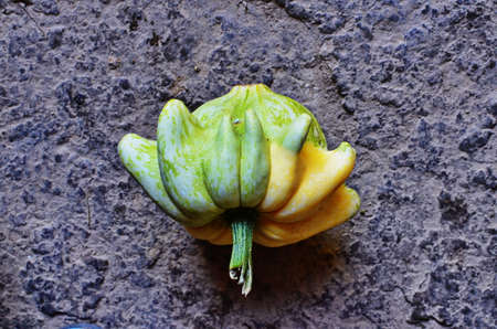 Ornamental pumpkins colored pumpkins in different varieties, halloween pumpkins. Like little knick-knacks. For the fruit dishes.の写真素材