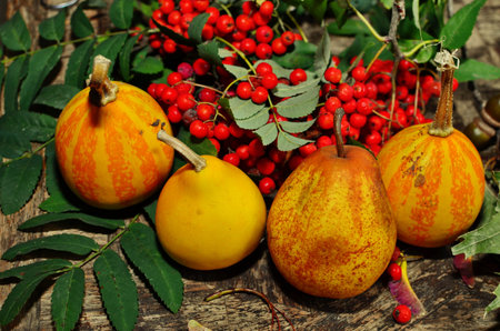 Autumn harvest pumpkin with rowan berries outdoors. Autumn composition. Thanksgiving day and Halloween concept. Top viewの写真素材