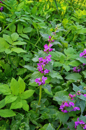 Lamium purpureum, known as red or purple dead-nettle, in the garden.
