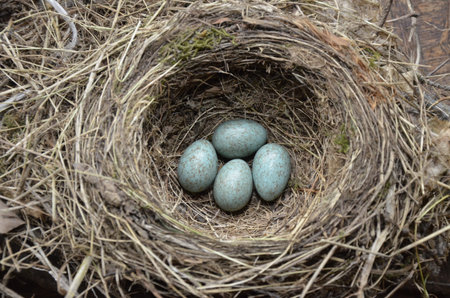 Blue eggs of a wild bird thrush lying in the nest located on the ptine tree outdoors