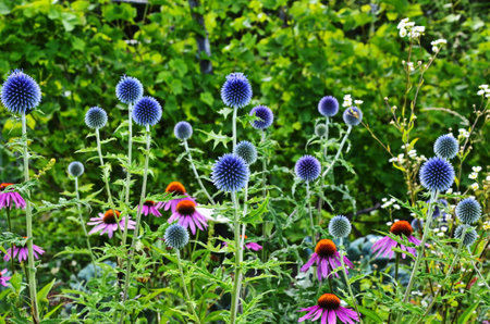 Echinops ritro L, Globe thistle, Small globe thistleの写真素材