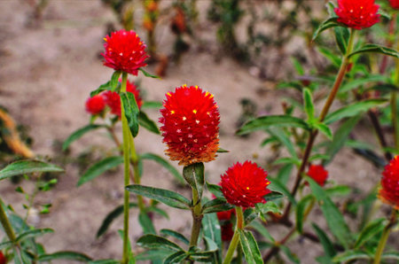 blooming Red Flowers of Globe Amaranth Flower, Gomphrena Audray during the summer