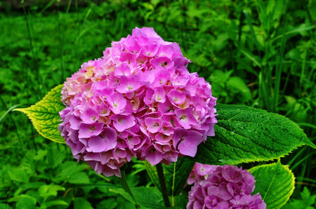 Symbol of the princess of the Sacred Roman Empire - a hydrangea.