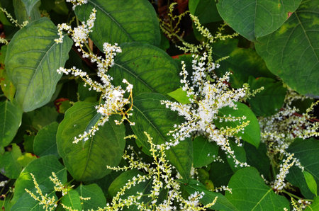 Giant knotweed (Fallopia sachalinensis). Known also as Sakhalin Knotweed also. Another scientific...