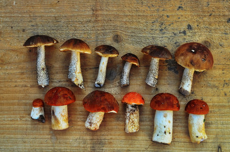 Autumn fall composition. Variety raw edible mushrooms Penny Bun Boletus leccinum on rustic table. Ceps over wooden dark background. Cooking delicious organic mushroom gourmet food. Flat lay top viewの写真素材