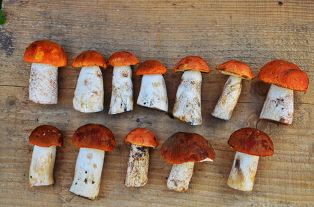 Autumn fall composition. Variety raw edible mushrooms Penny Bun Boletus leccinum on rustic table. Ceps over wooden dark background. Cooking delicious organic mushroom gourmet food. Flat lay top viewの写真素材
