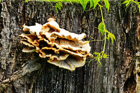 Tinder fungus (Fomes fomentarius) close-upの写真素材