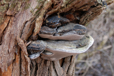 Tinder fungus (Fomes fomentarius) close-upの写真素材