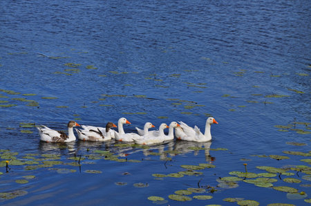 White domestic geese float in the lake and sit on the bank near the river.の写真素材
