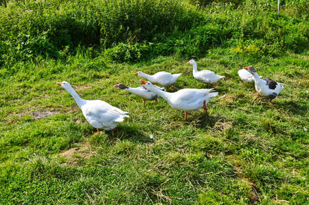 Christmas Goose on the meadowの写真素材