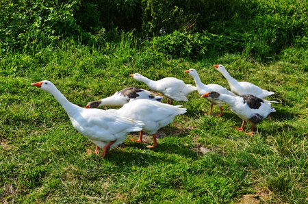Christmas Goose on the meadowの写真素材