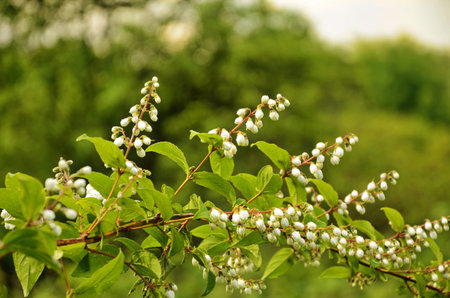 Deutzia crenata flowers (Japanese snow flower, Slender deutzia). Fuzzy Deutzia, Deutzia scabra...