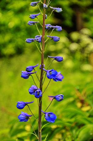 Close up of a delphinium elatum flower in bloom. Purple blue flowers of Larkspur 'Pagan Purples' (Delphinium elatum Hybrid, Alpine Delphinium) perennial.の写真素材