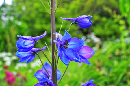 Close up of a delphinium elatum flower in bloom. Purple blue flowers of Larkspur 'Pagan Purples' (Delphinium elatum Hybrid, Alpine Delphinium) perennial.の写真素材