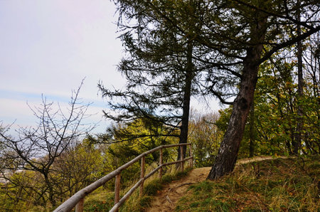 Ecological trail in the reserve. Beautiful wooden road leading to the forest. Nature wooden trail, ecological path.の写真素材