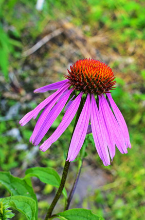 Echinacea is effective in preventing overseas so things like the flu or cold things are popular and echinacea tea.の写真素材