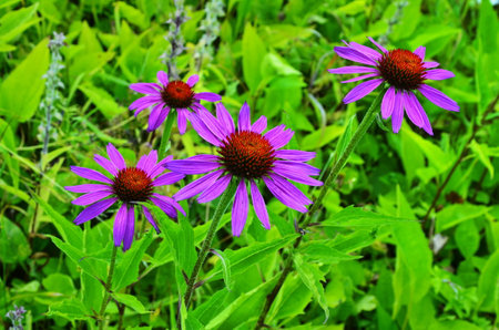 Echinacea is effective in preventing overseas so things like the flu or cold things are popular and echinacea tea.の写真素材