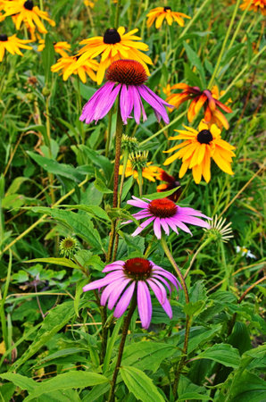 Echinacea is effective in preventing overseas so things like the flu or cold things are popular and echinacea tea.の写真素材