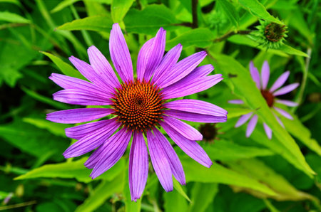 Echinacea is effective in preventing overseas so things like the flu or cold things are popular and echinacea tea.の写真素材