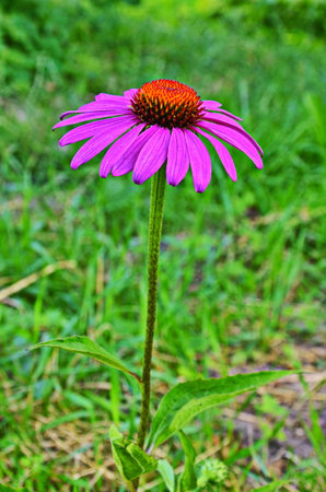 Echinacea is effective in preventing overseas so things like the flu or cold things are popular and echinacea tea.の写真素材