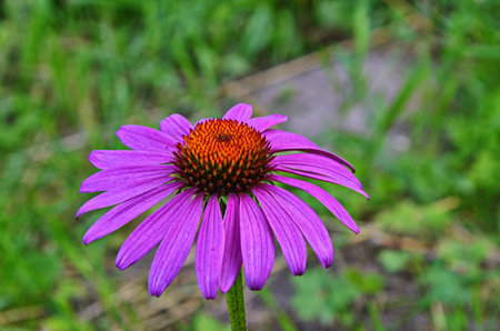 Echinacea is effective in preventing overseas so things like the flu or cold things are popular and echinacea tea.の写真素材