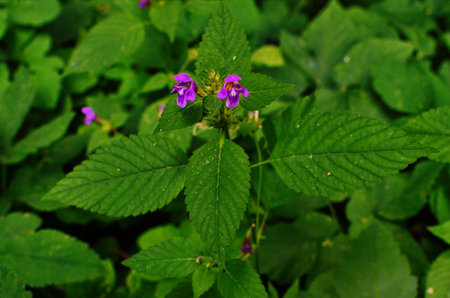 Medical purple flower with green leaves Galeopsis ladanum in front of green background.