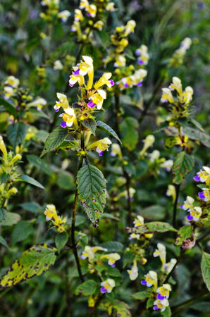 flowers of common hempnettle, Galeopsis tetrahit,の写真素材