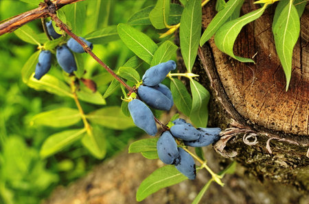 Berries on the bush during harvest. Blue Honeysuckle (LonÃ­cera caerulÃ©a) - deciduous shrub with edible fruits in a dark blue color.の写真素材
