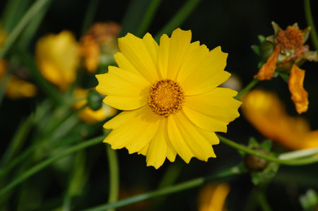 Bright yellow flowers of Lance-leaved coreopsis (Coreopsis lanceolata)の写真素材