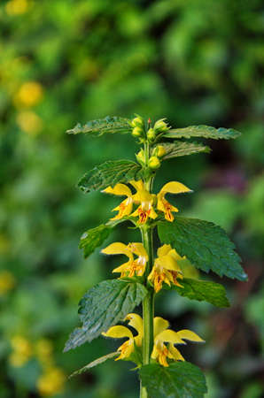 Yellow archangel, artillery or aluminum plant, or yellow weasel-snout (Lamium galeobdolon), with soft yellow hooded flowers and large green leavesの写真素材