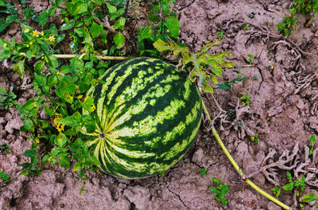 Growing watermelons. Agriculture. Natural watermelon grows in the field. Organic agriculture.