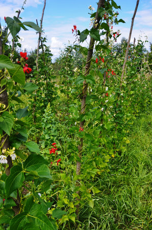 A crop of green beans (Phaseolus vulgaris) grown in rural areas.