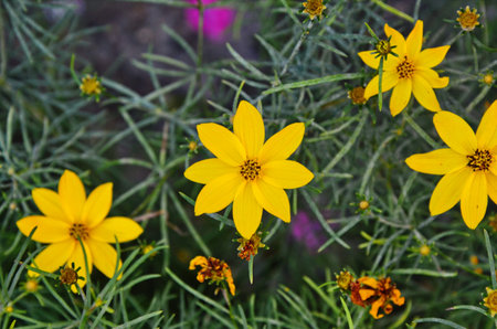 Flower of a whorled tickseed, Coreopsis verticillata
