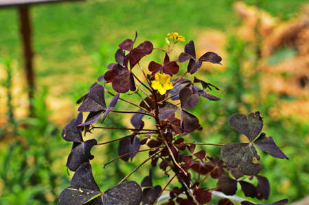 Yellow clover flowers Oxalis stricta, the common yellow woodsorrel, common yellow oxalis, upright yellow-sorrel, lemon clover, sourgrass or pickle plant, close upの写真素材