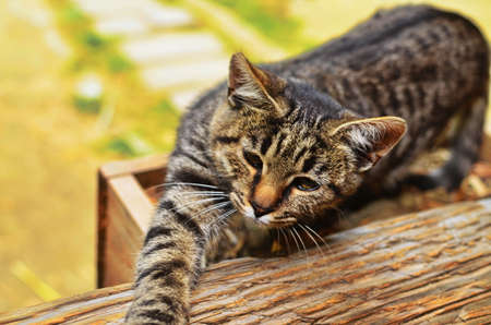 cute cat sleeping on the platform in the houseの写真素材
