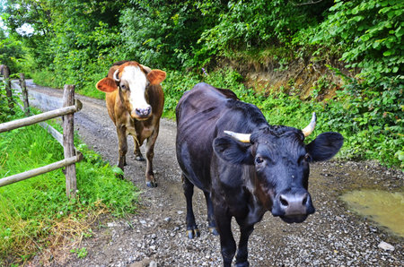 Summer landscape with cow on grazing and green grass.