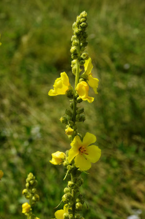 Large Flowered Mullein, Mullein, Verbascum densiflorum