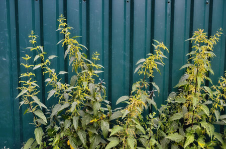Nettle the background of green metal wall.