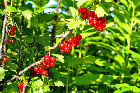 On the branch bush berries are ripe redcurrant (Ribes rubrum)