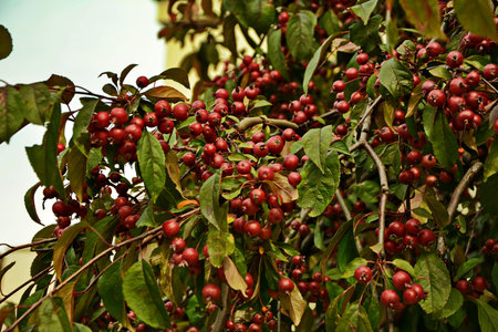 Branches with fruit of Malus Hupehensis, common names Chinese crab apple, Hupeh crab or Tea...