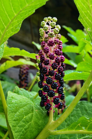 Pokeweed bush with purple berries and green leaves in the gardenの写真素材