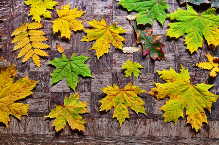 Dry autumn leaves in red, orange and brown colors. Close-up. Backgroundの写真素材