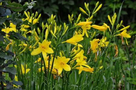 yellow daylily flowers on a background of dark green foliageの写真素材