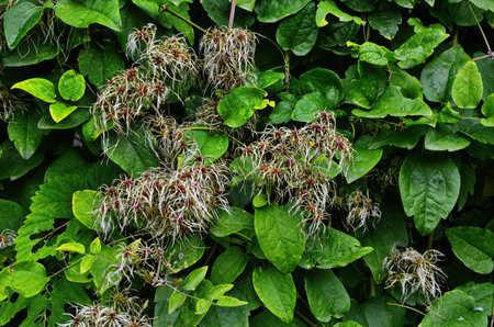 White flowers of Clematis or Clematis vitalba on a bush.