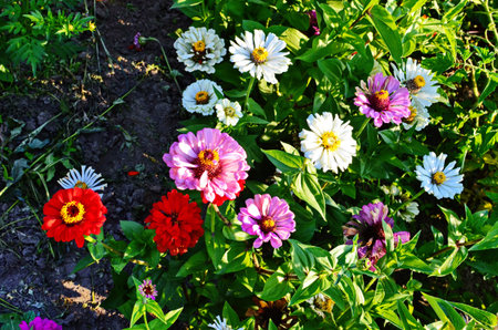 Zinnia flowers are planted as sacred plants believed to bring peace and tranquility to the family.