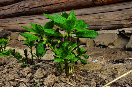 Scopolia carniolica. Rare plant grows in the Carpathians. Blooms in early spring. Mystical plant.の写真素材