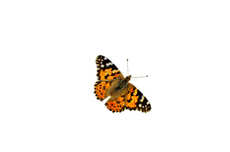 Motley butterflies on plants collect nectar. Vanessa cardui the migrating look arriving from Africa....