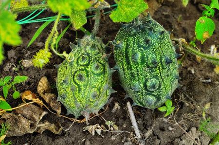 Sliced Fruit Kivano (Kiwano) melon on wooden background. Close up.の写真素材